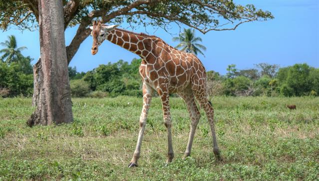 Calauit wurde im August 1976 vom damaligen Präsidenten Marcos als Natur- und Tierschutzgebiet erklärt, aufgrund einer Bitte der kenyanischen Regierung und des internationalen Naturschutz Verbandes zur Erhaltung des afrikanischen Großwildes.